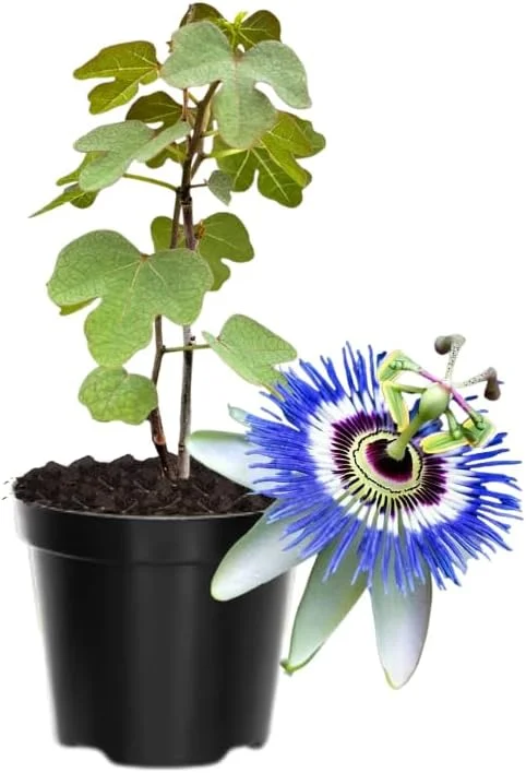 Dark Purple Passion Flower Live Plants, 2-Pack, 4-7 Inch Tall Passiflora Vine for Outdoor - Image 1