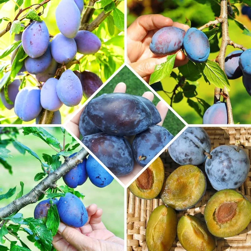 Dark Purple Plum Tree - Live Bare Root Fruit Tree - 6-15 Inch Tall - Outdoor Planting - Image 2
