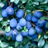 Dark Purple Plum Tree - Live Bare Root Fruit Tree - 6-15 Inch Tall - Outdoor Planting - Image 1