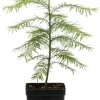 Dawn Redwood Tree Live Plant - 6-12 Inch Tall Potted in Quart Pot - Shade Tree - Image 1