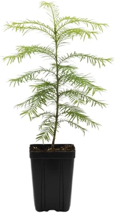 Dawn Redwood Tree Live Plant - 6-12 Inch Tall Potted in Quart Pot - Shade Tree - Image 1