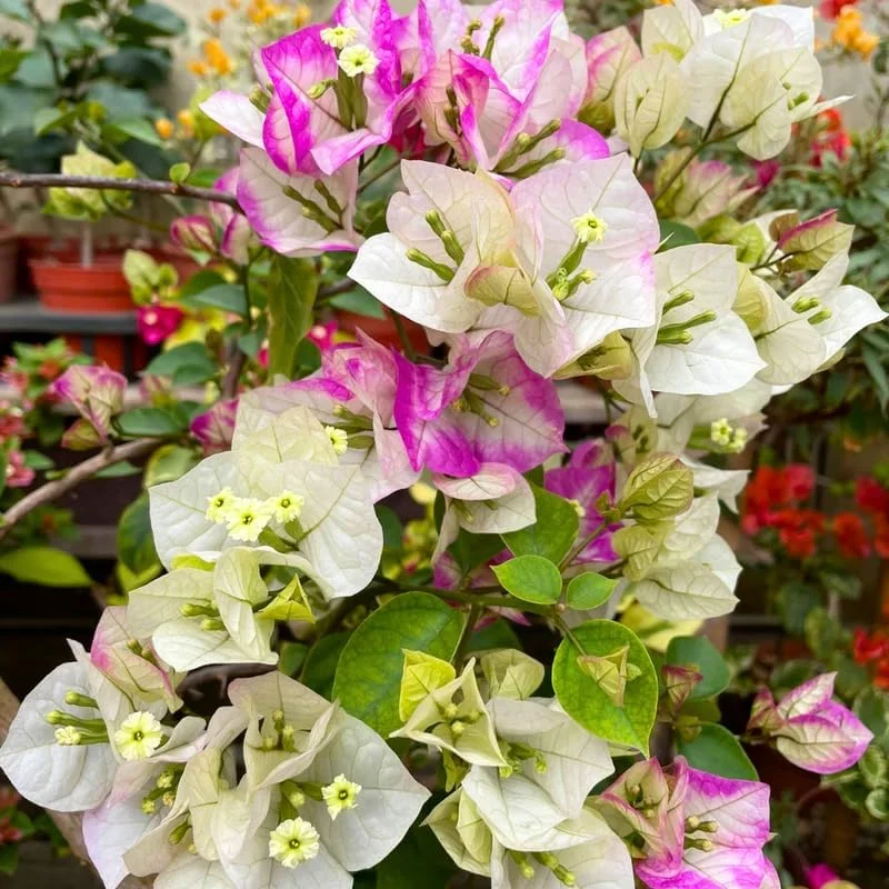 Delight Bougainvillea Live Plants - 2 Pack, 4-8" Tall Flowering Vine for Outdoor - Image 2