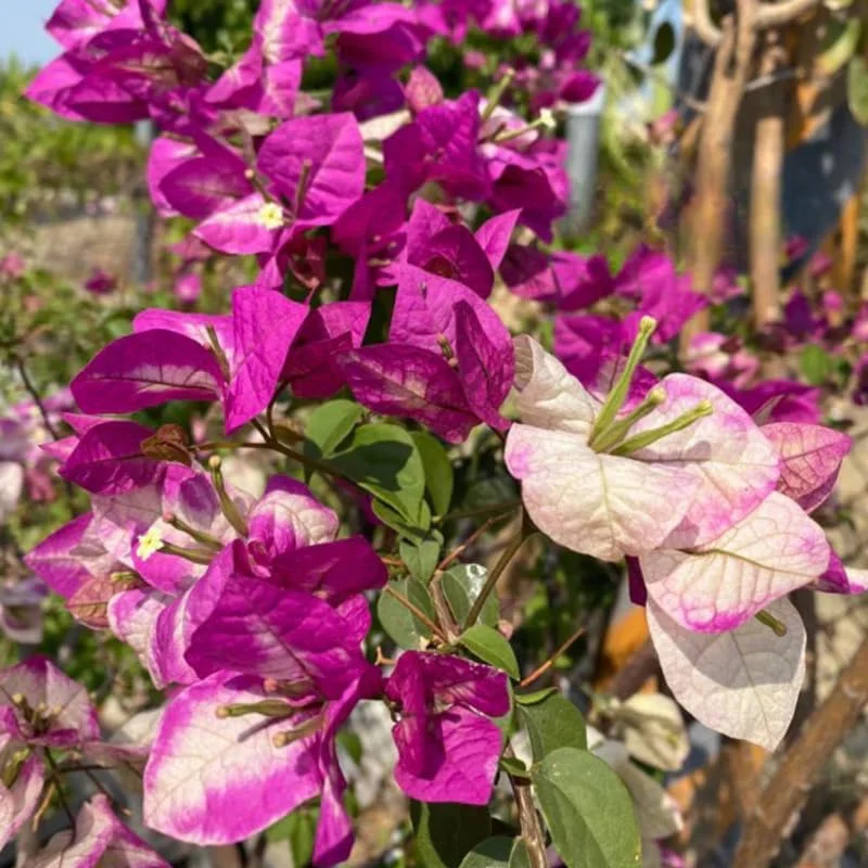 Delight Bougainvillea Live Plants - 2 Pack, 4-8" Tall Flowering Vine for Outdoor - Image 3