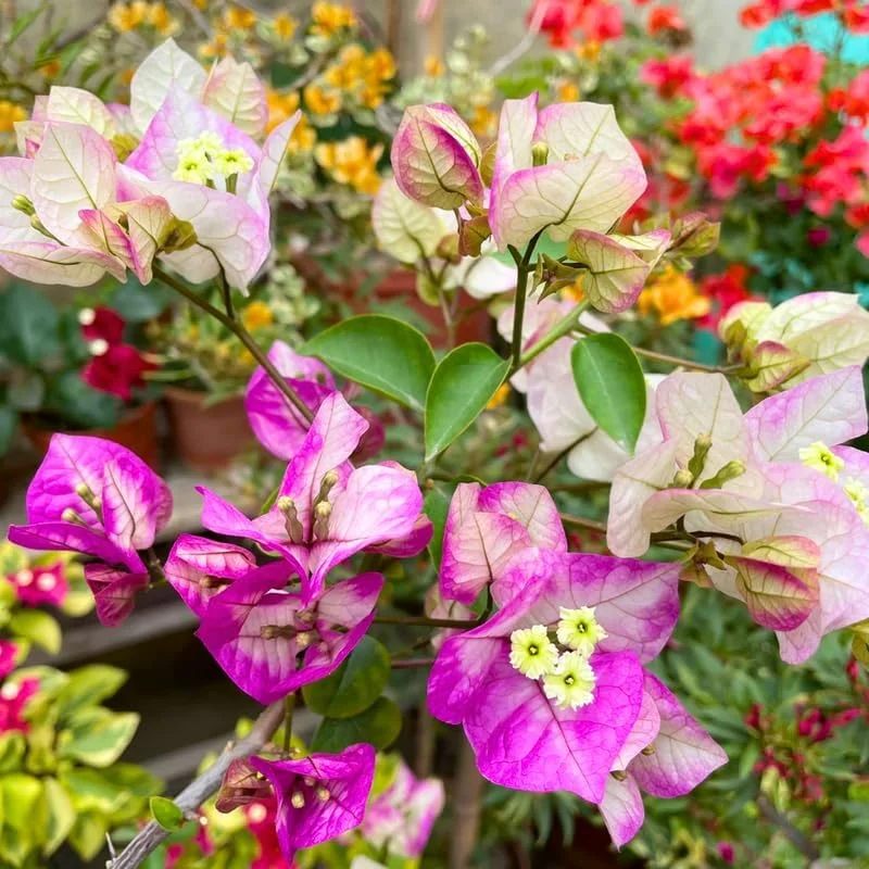 Delight Bougainvillea Live Plants - 2 Pack, 4-8" Tall Flowering Vine for Outdoor - Image 4