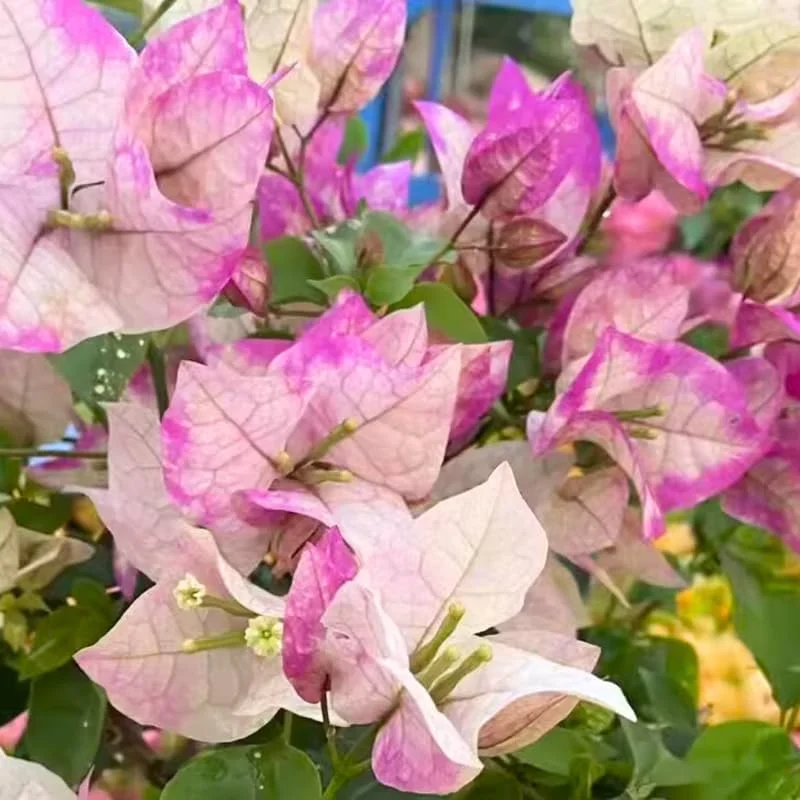 Delight Bougainvillea Live Plants - 2 Pack, 4-8" Tall Flowering Vine for Outdoor - Image 5