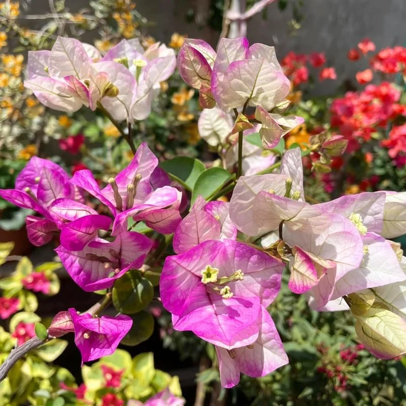 Delight Bougainvillea Live Plants - 2 Pack, 4-8" Tall Flowering Vine for Outdoor - Image 7