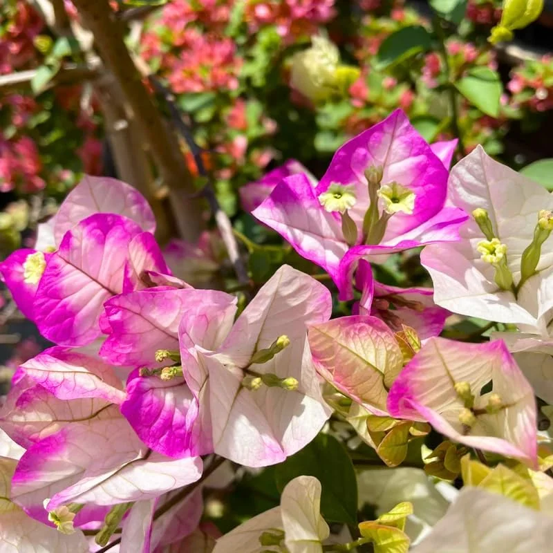 Delight Bougainvillea Live Plants - 2 Pack, 4-8" Tall Flowering Vine for Outdoor - Image 1