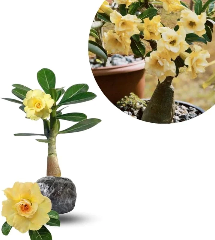 Desert Rose Live Plants - Adenium Obesum Succulent, Assorted Blooms, 4-7 Inch, Pack of 2 - Image 2