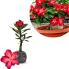 Desert Rose Live Plants - Adenium Obesum Succulent, Assorted Blooms, 4-7 Inch, Pack of 2 - Image 1