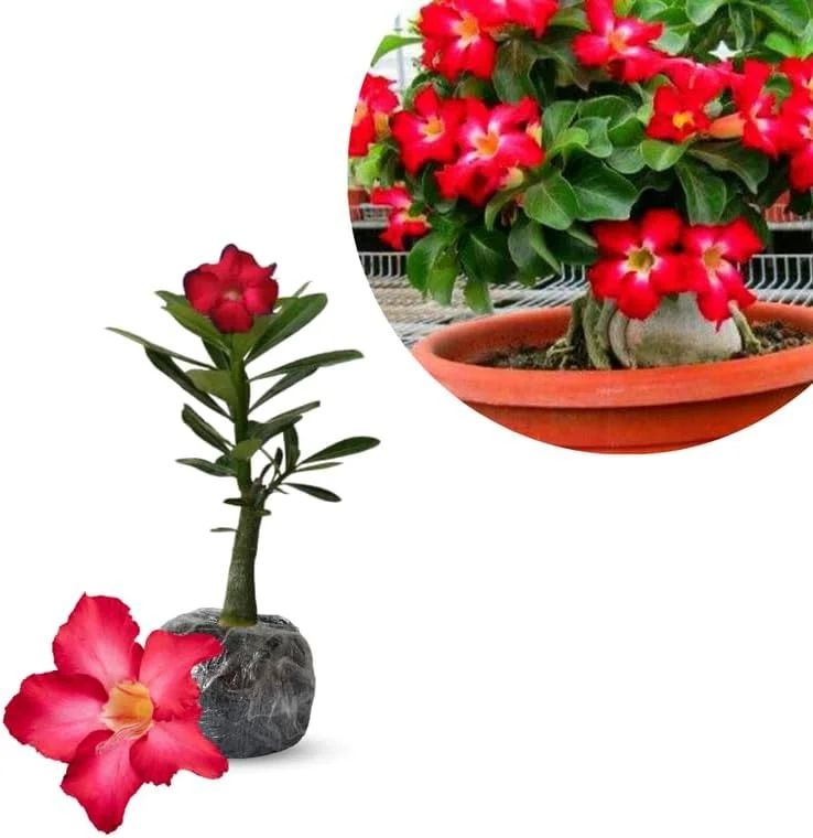 Desert Rose Live Plants - Adenium Obesum Succulent, Assorted Blooms, 4-7 Inch, Pack of 2 - Image 1