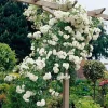 Don Juan Climbing Rose Live Plant, Well Rooted, Bare Root, 5-9 Inc Tall, Fragrant Red Blooms, Outdoor Climber - Image 1