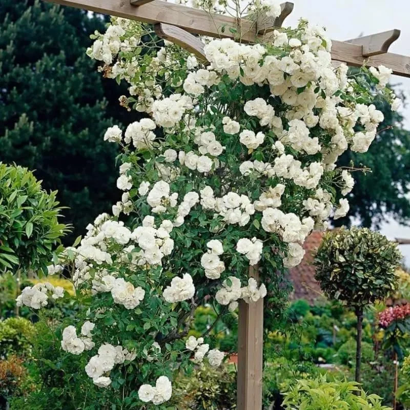 Don Juan Climbing Rose Live Plant, Well Rooted, Bare Root, 5-9 Inc Tall, Fragrant Red Blooms, Outdoor Climber - Image 1
