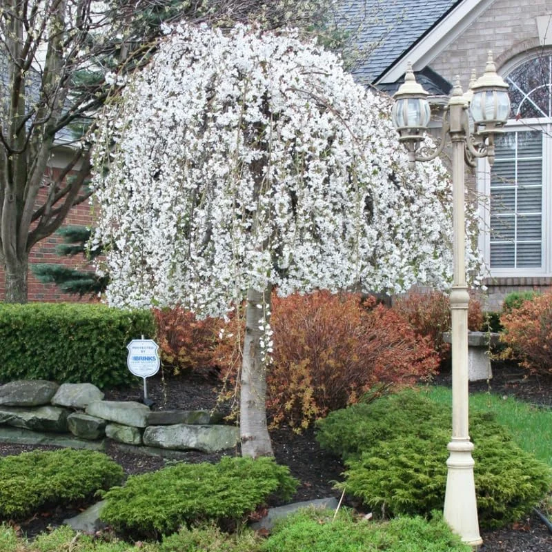 Double Pink Cherry Blossom Tree Live Plant, 6-12 Inch Tall in 2.5 Inch Pot, Outdoor - Image 2