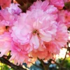Double Pink Cherry Blossom Tree Live Plant, 6-12 Inch Tall in 2.5 Inch Pot, Outdoor - Image 1