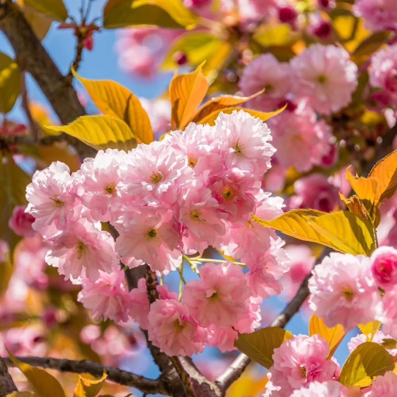 Double Pink Cherry Blossom Tree Live Plant – 8-12 Inch Pink Flowers Outdoor - Image 2