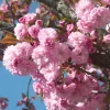 Double Pink Cherry Blossom Tree Live Plant – 8-12 Inch Pink Flowers Outdoor - Image 1