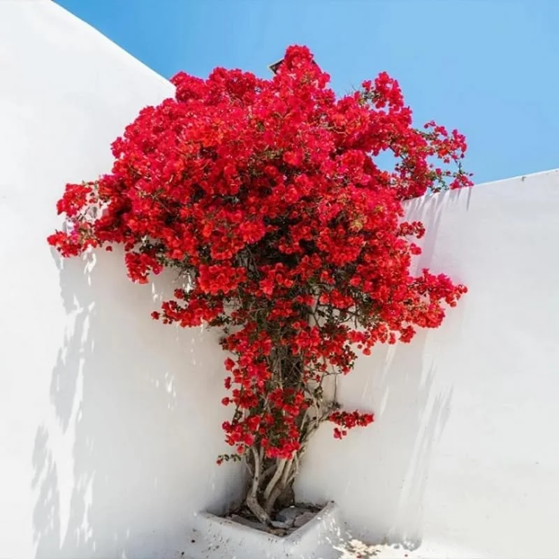 Double Red Bougainvillea Live Plant – Set of 2 Starter Plants, 5-8" Tall, Outdoor Tropical Blooms - Image 10