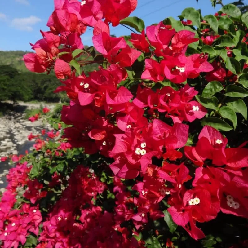 Double Red Bougainvillea Live Plant – Set of 2 Starter Plants, 5-8" Tall, Outdoor Tropical Blooms - Image 2