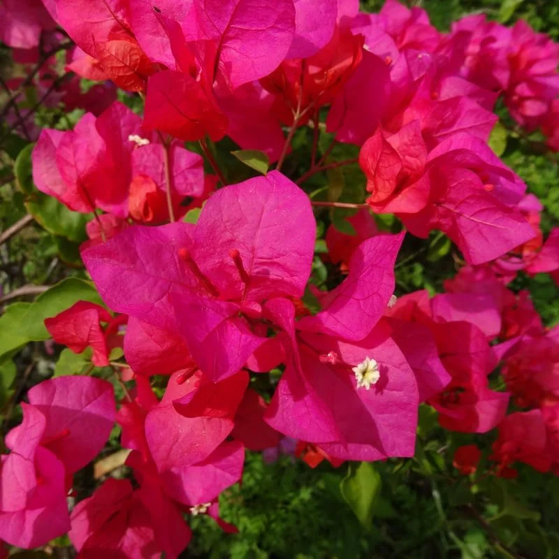 Double Red Bougainvillea Live Plant – Set of 2 Starter Plants, 5-8" Tall, Outdoor Tropical Blooms - Image 3
