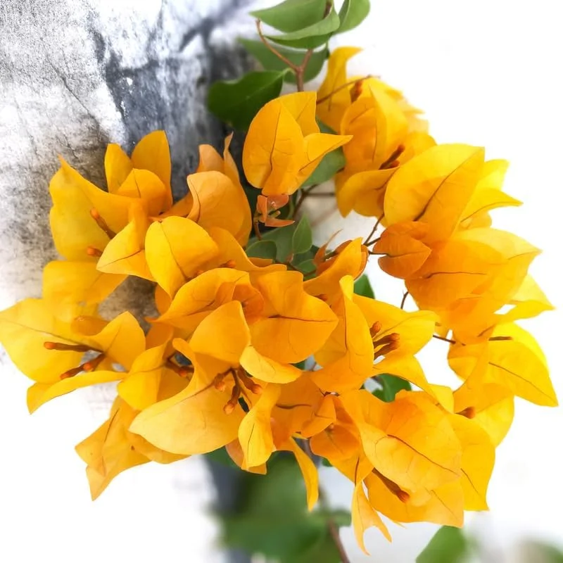 Double Red Bougainvillea Live Plant – Set of 2 Starter Plants, 5-8" Tall, Outdoor Tropical Blooms - Image 4