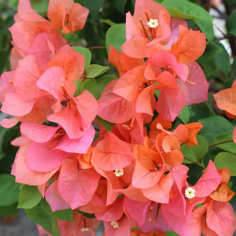 Double Red Bougainvillea Live Plant – Set of 2 Starter Plants, 5-8" Tall, Outdoor Tropical Blooms - Image 5