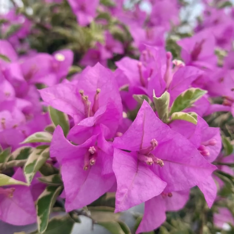 Double Red Bougainvillea Live Plant – Set of 2 Starter Plants, 5-8" Tall, Outdoor Tropical Blooms - Image 7