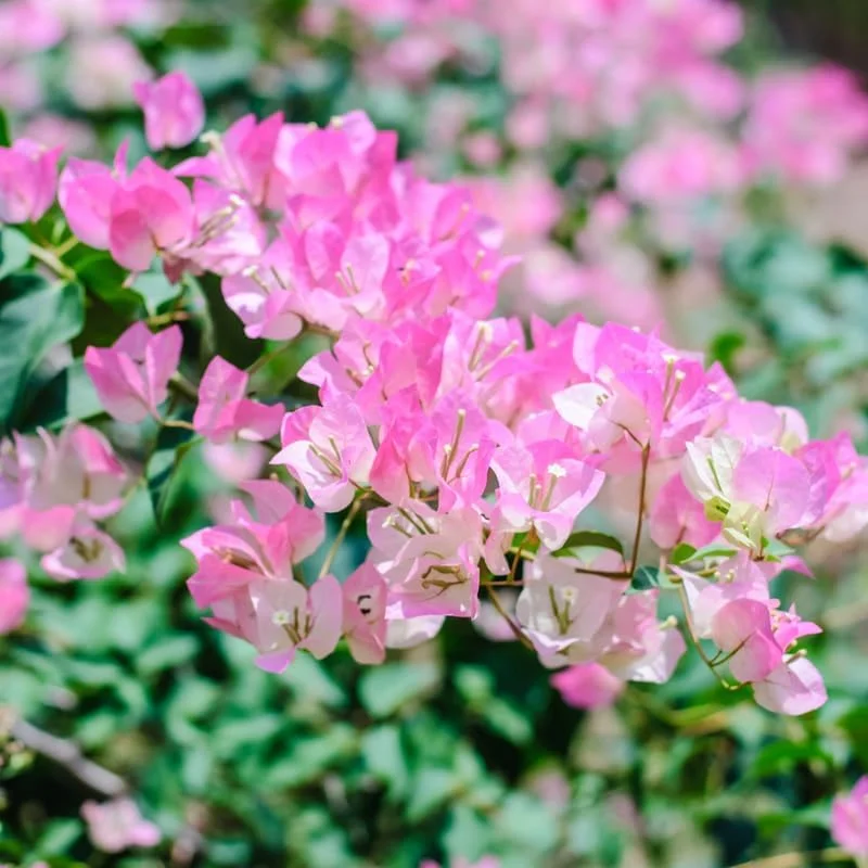 Double Red Bougainvillea Live Plant – Set of 2 Starter Plants, 5-8" Tall, Outdoor Tropical Blooms - Image 8