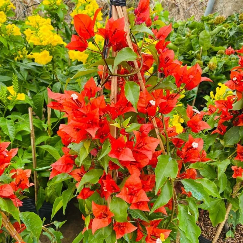 Double Red Bougainvillea Live Plant – Set of 2 Starter Plants, 5-8" Tall, Outdoor Tropical Blooms - Image 9