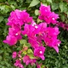 Double Red Bougainvillea Live Plant – Set of 2 Starter Plants, 5-8" Tall, Outdoor Tropical Blooms - Image 1