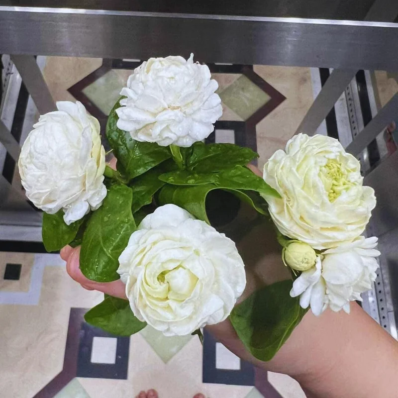 Double Sambac Jasmine Live Plant - 5-6 Inch Tall, Fragrant White Flowers - Image 2