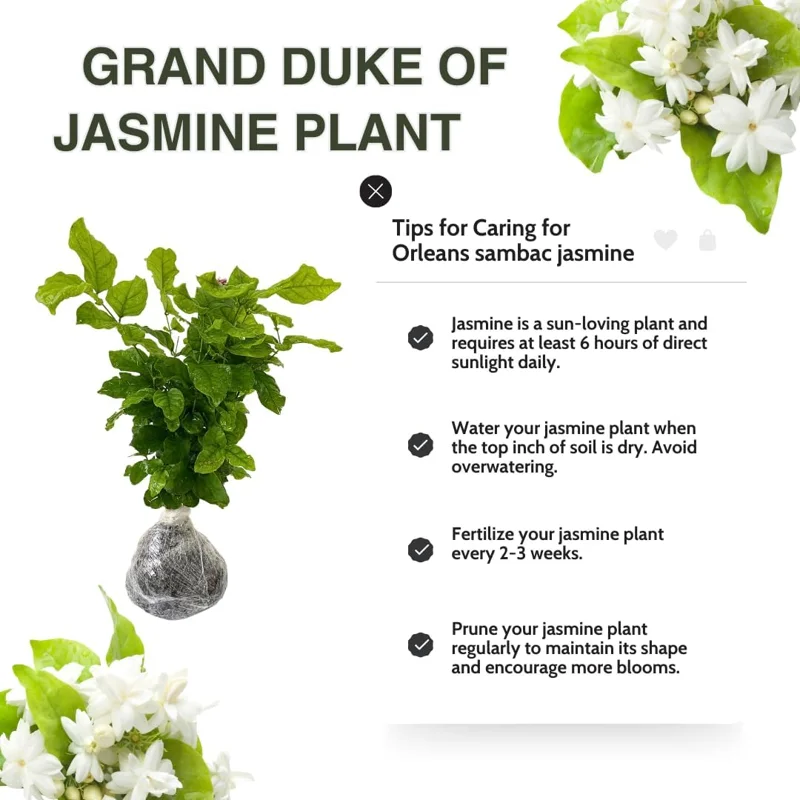 Double Sambac Jasmine Live Plant - 5-6 Inch Tall, Fragrant White Flowers - Image 3