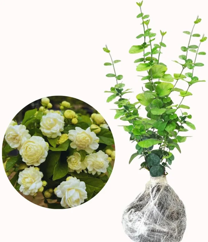 Double Sambac Jasmine Live Plant - 5-6 Inch Tall, Fragrant White Flowers - Image 4