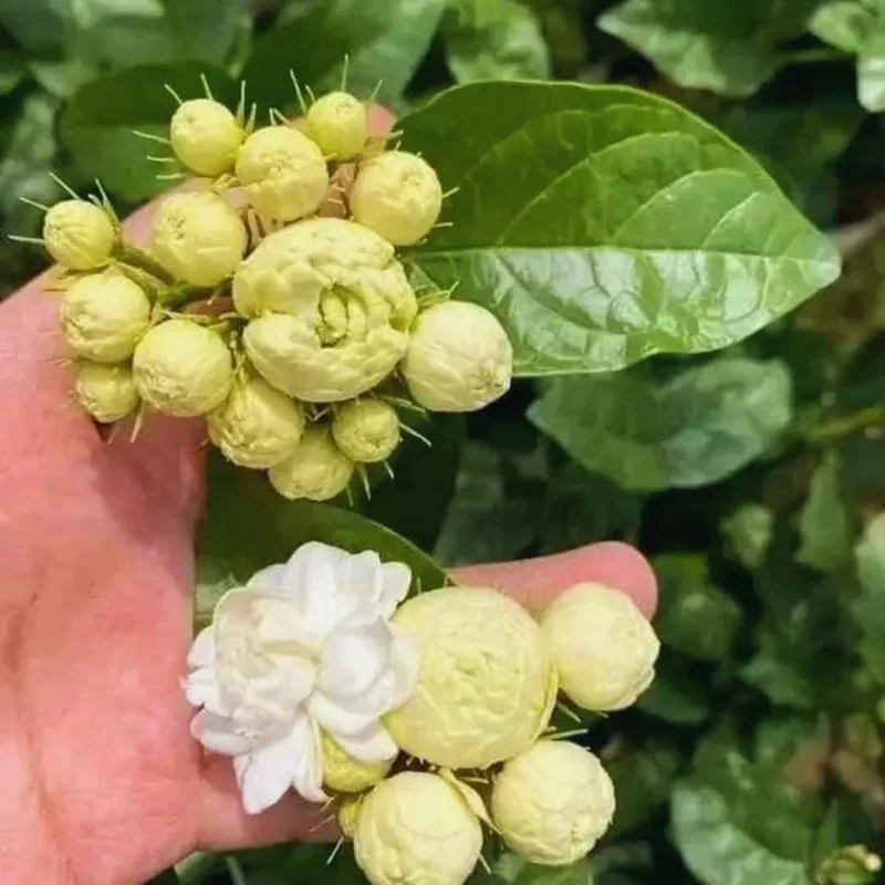 Double Sambac Jasmine Live Plant - 5-6 Inch Tall, Fragrant White Flowers - Image 5