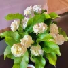 Double Sambac Jasmine Live Plant - 5-6 Inch Tall, Fragrant White Flowers - Image 1