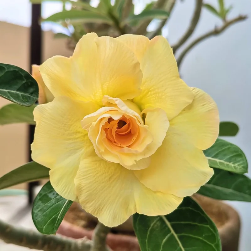 Double Yellow Desert Rose Live Plant Adenium Obesum 4 Inches Tall Outdoor - Image 2