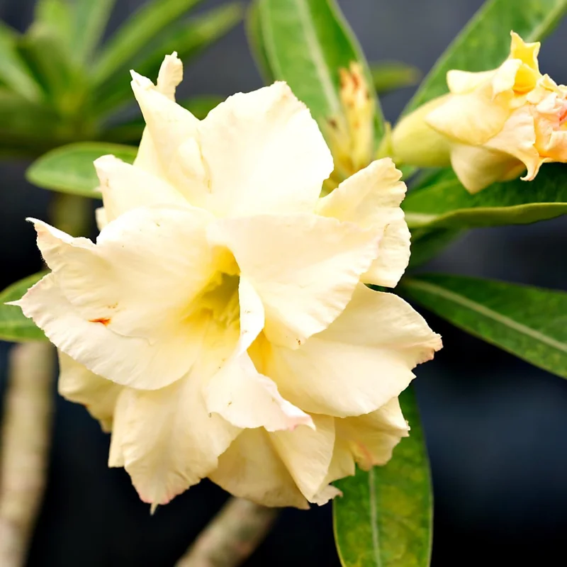 Double Yellow Desert Rose Live Plant Adenium Obesum 4 Inches Tall Outdoor - Image 3