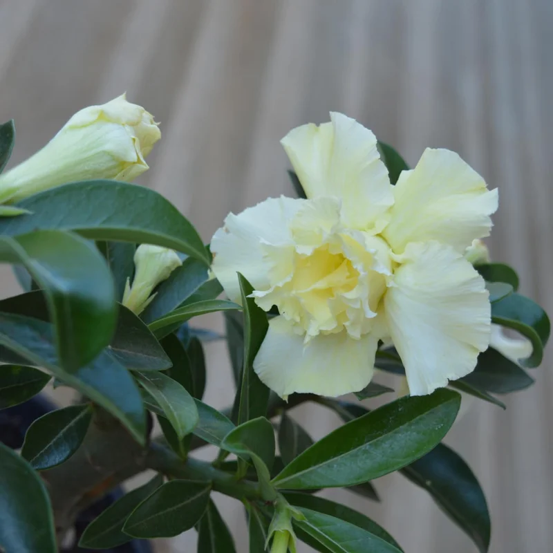 Double Yellow Desert Rose Live Plant Adenium Obesum 4 Inches Tall Outdoor - Image 4
