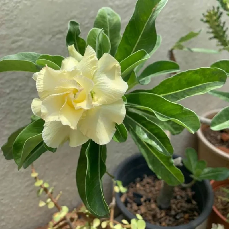 Double Yellow Desert Rose Live Plant Adenium Obesum 4 Inches Tall Outdoor - Image 5