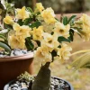 Double Yellow Desert Rose Live Plant Adenium Obesum 4 Inches Tall Outdoor - Image 1