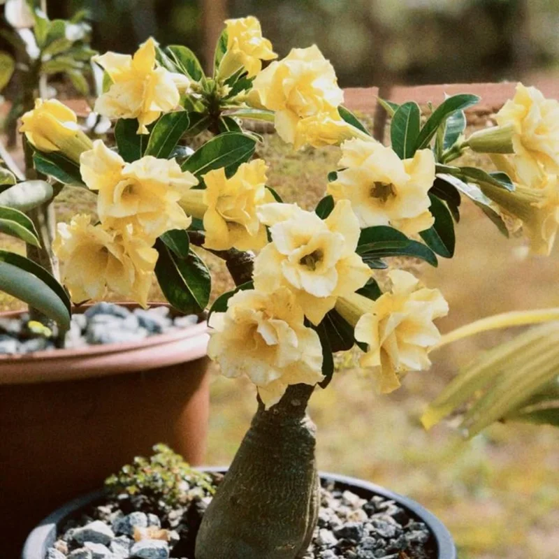 Double Yellow Desert Rose Live Plant Adenium Obesum 4 Inches Tall Outdoor - Image 1