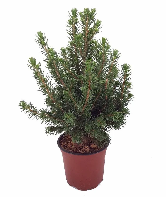 Dwarf Alberta Spruce Live Plant - Picea - 6 inch Pot - Hardy Evergreen Conifer - Image 2