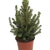 Dwarf Alberta Spruce Live Plant - Picea - 6 inch Pot - Hardy Evergreen Conifer - Image 1