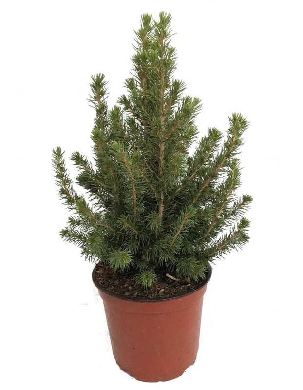 Dwarf Alberta Spruce Live Plant - Picea - 6 inch Pot - Hardy Evergreen Conifer - Image 1
