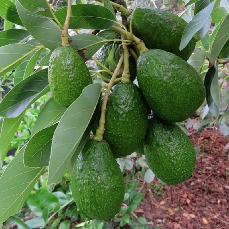 Dwarf Avocado Tree Live Plant 3 Ft Tall, Fruit-Bearing, 3 Gallon Pot, Indoor/Outdoor - Image 2