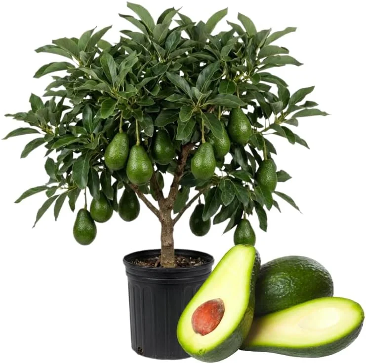 Dwarf Avocado Tree Live Plant 3 Ft Tall, Fruit-Bearing, 3 Gallon Pot, Indoor/Outdoor - Image 1