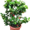 Dwarf Barbados Cherry Tree Live Plant - 12-18 Inch Tall - 6 Inch Pot - Indoor Outdoor Fruit Plant - Image 1