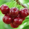 Dwarf Barbados Cherry Tree Live Plant - Fast-Growing Sweet Fruit, 4-8" Tall - Image 1