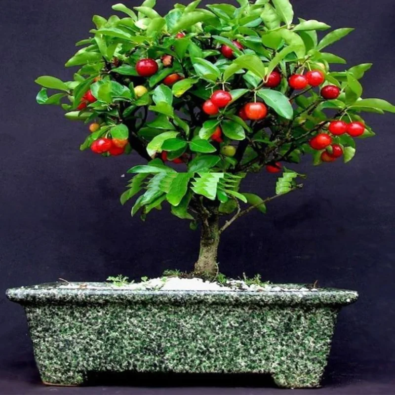 Dwarf Barbados Cherry Trees Live Plants, Acerola, 2-Pack, 5-9 Inch Tall - Image 3