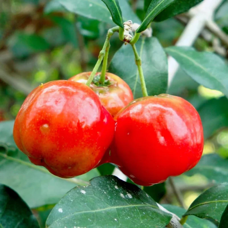 Dwarf Barbados Cherry Trees Live Plants, Acerola, 2-Pack, 5-9 Inch Tall - Image 4