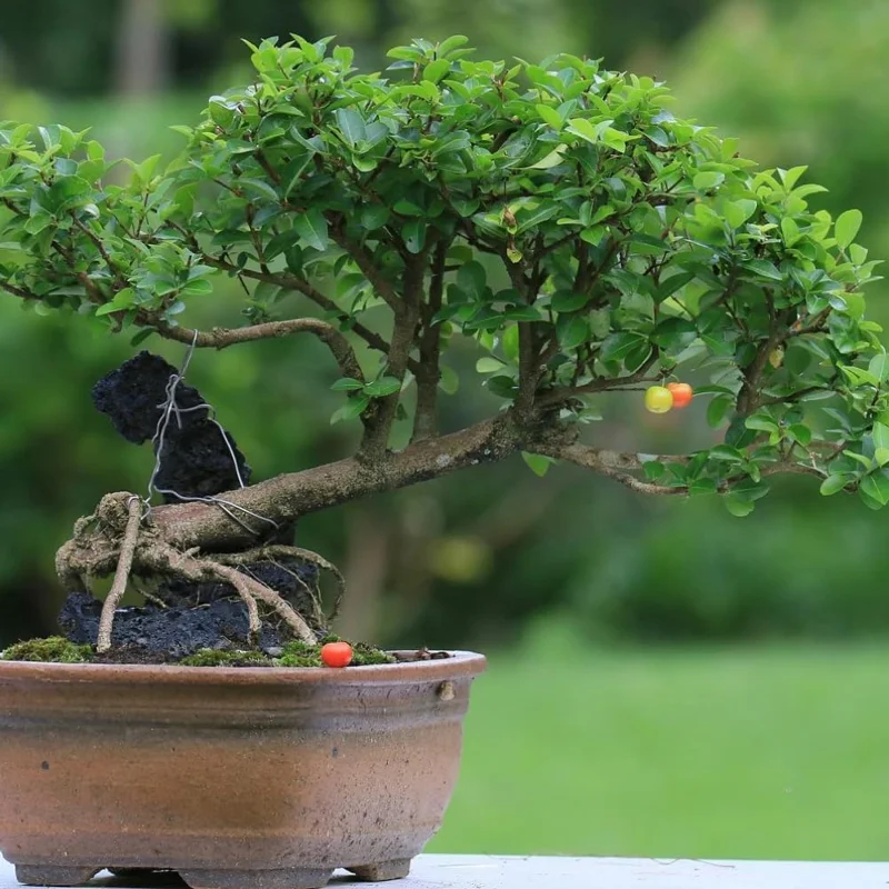 Dwarf Barbados Cherry Trees Live Plants, Acerola, 2-Pack, 5-9 Inch Tall - Image 5